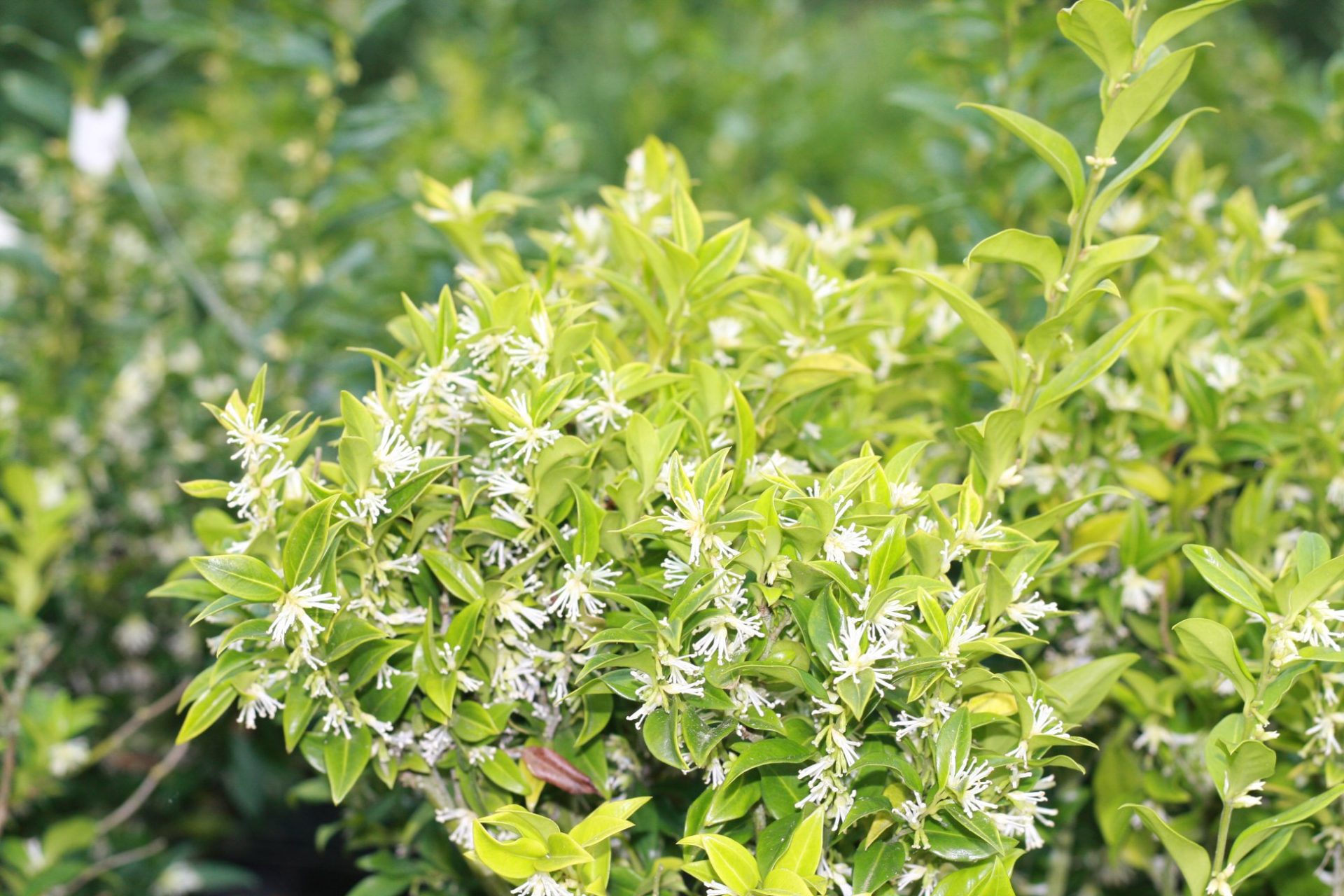 Sarcococca Confusa Sweet Box Garden Scene Jersey